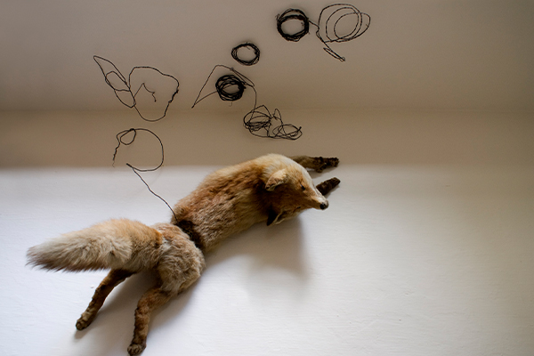 animale_0000_9.kasalova.2008